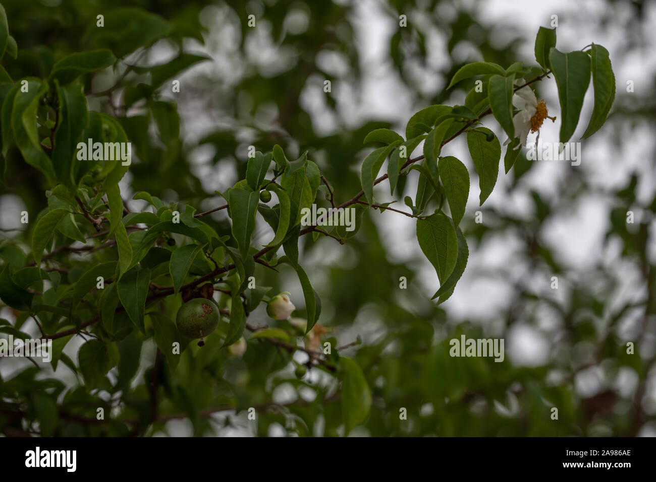 Gusci di frutta dal tabacco da fiuto-scatola albero sono utilizzati come sonagli per ballerini Foto Stock