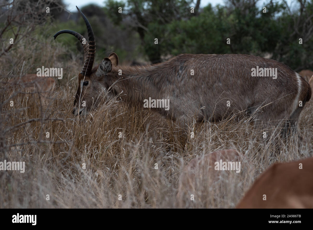 Waterbuck bull con un deformato avvisatore acustico Foto Stock