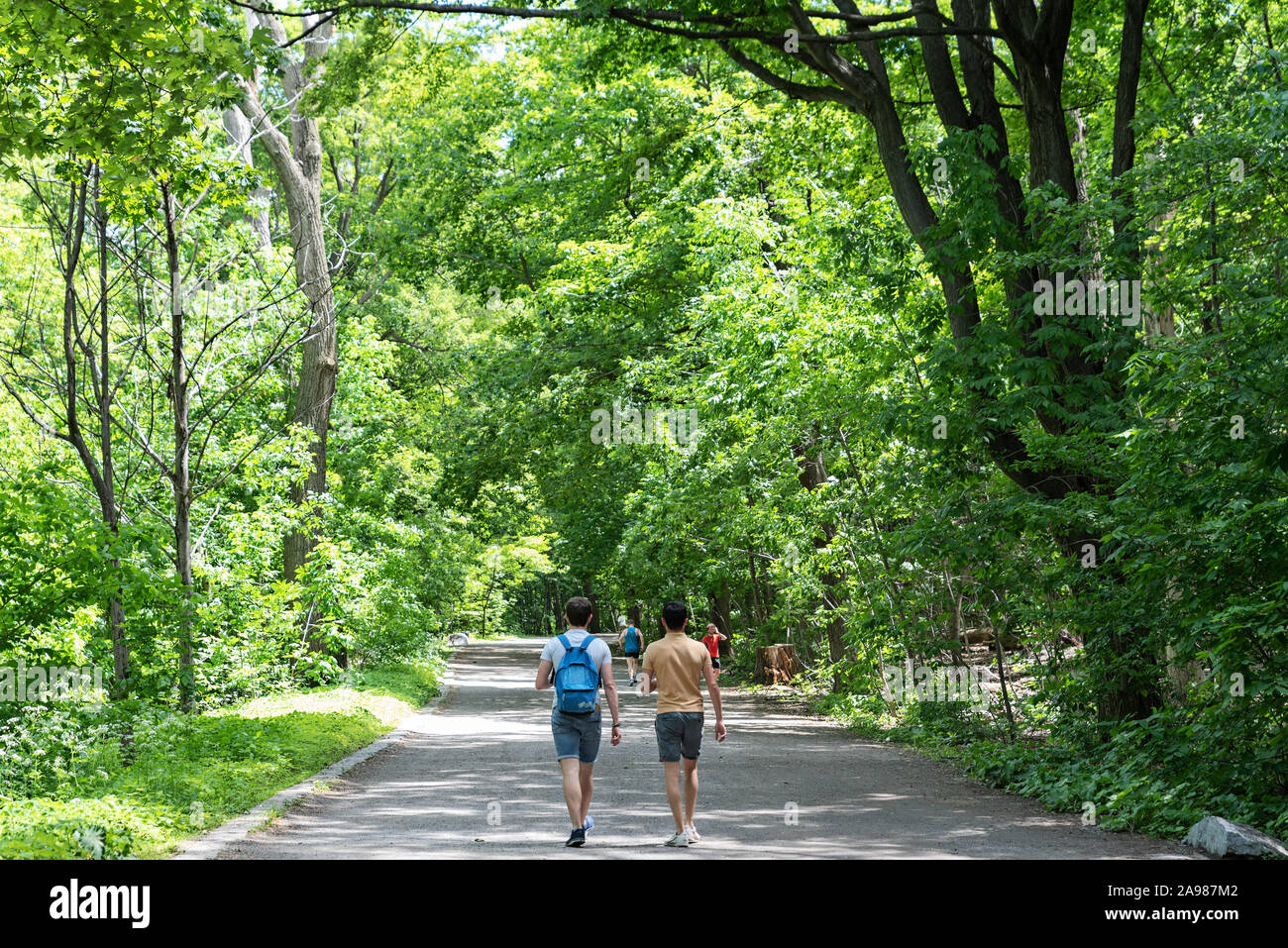 Percorsi a Mont Royal Park in estate, Plateau Mont Royal, Montreal, Quebec, Canada Foto Stock