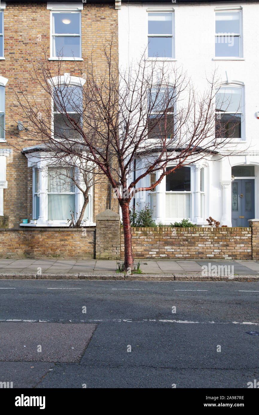Urban Prunus alberi, Londra Foto Stock