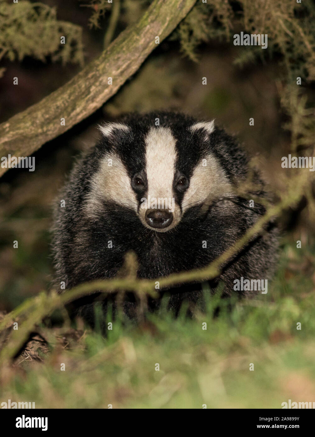 Wild Badgers, Scozia Foto Stock