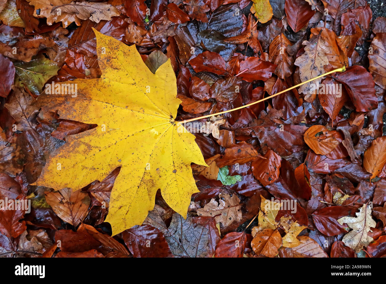 Foglie autunnali, alberi nel mese di novembre, Cheshire, Inghilterra, Regno Unito Foto Stock