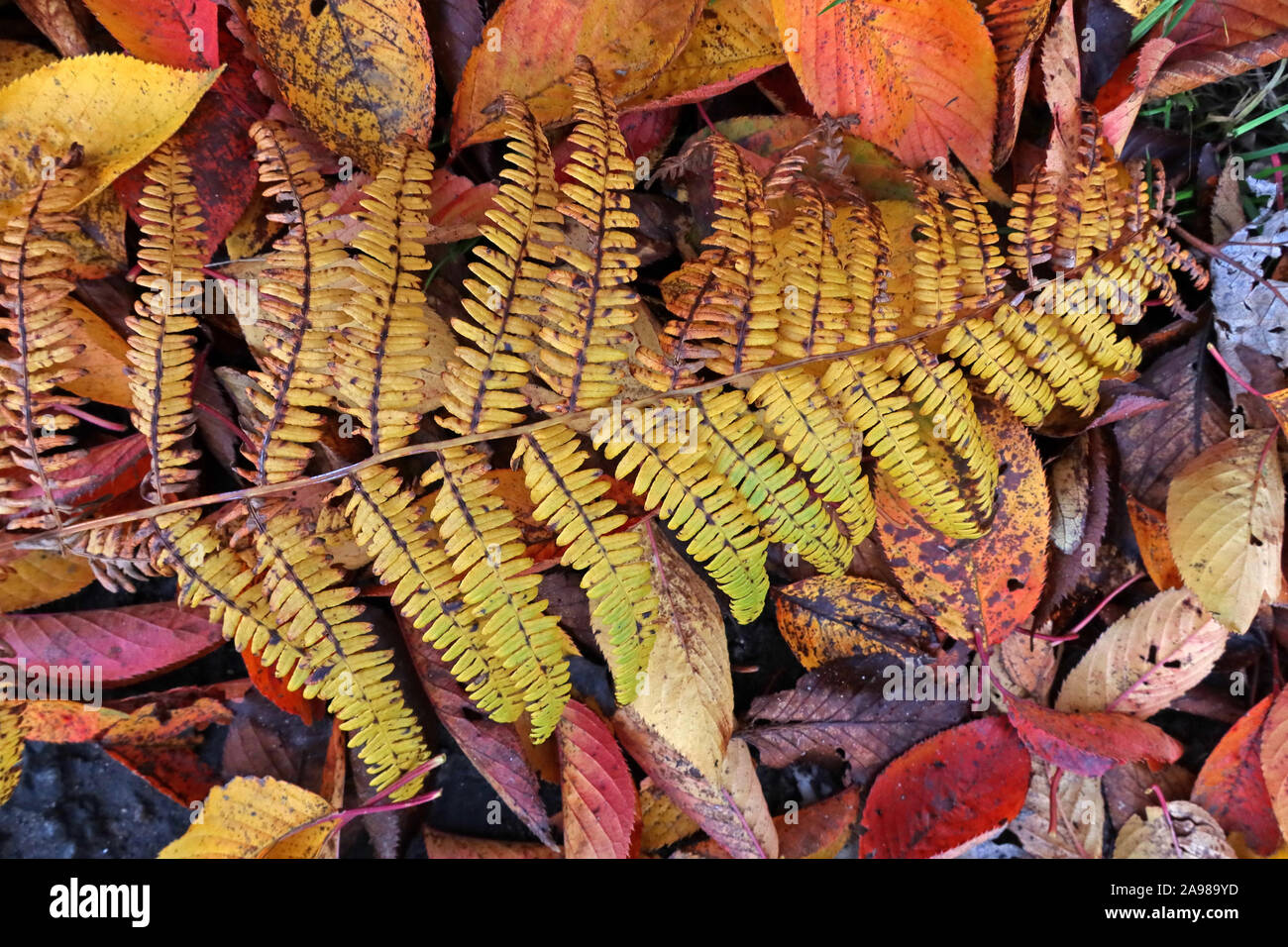 Foglie di autunno, alberi e una felce Foto Stock