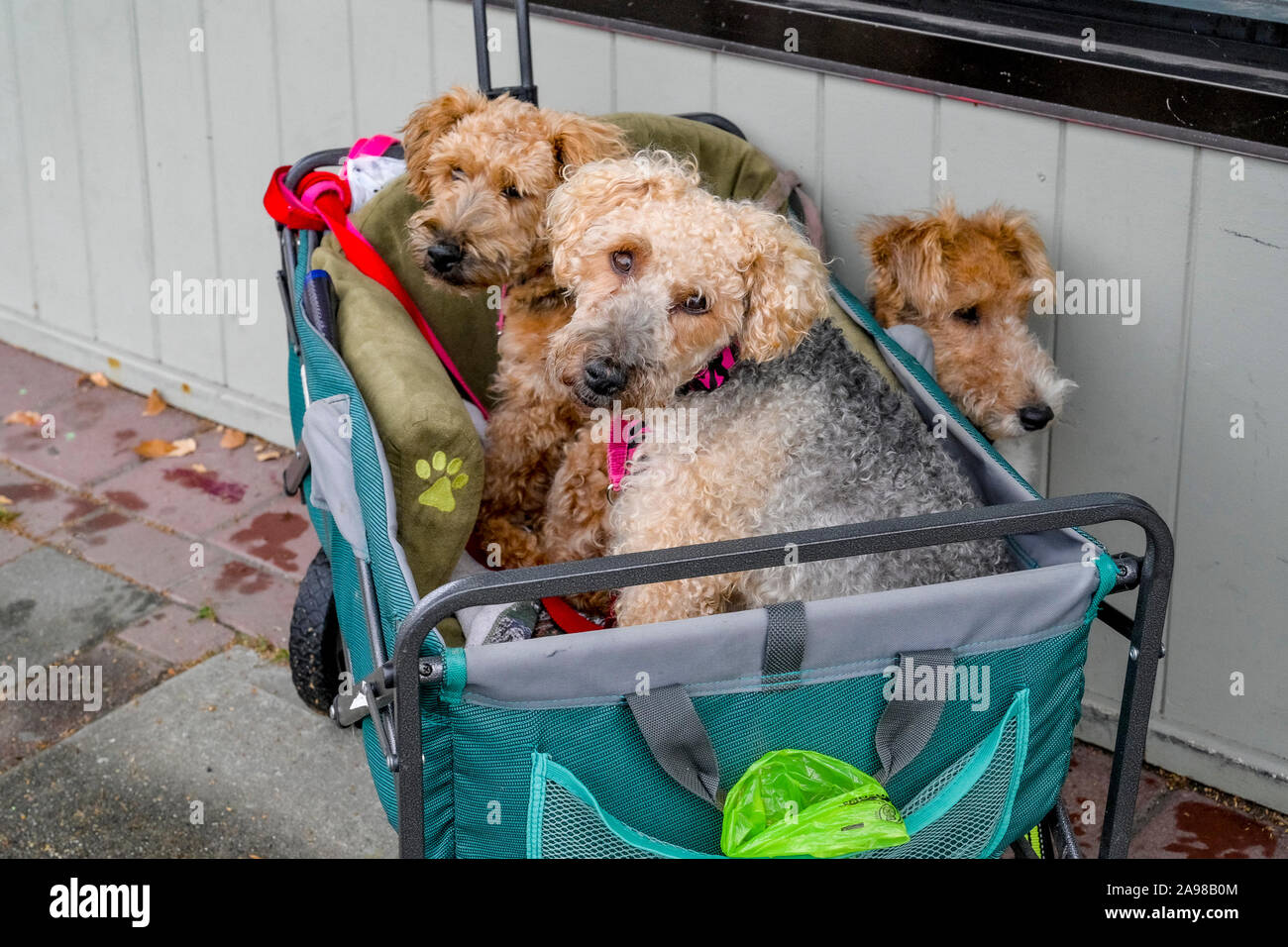 3, cani carini e coccolosi in un carrello Foto Stock