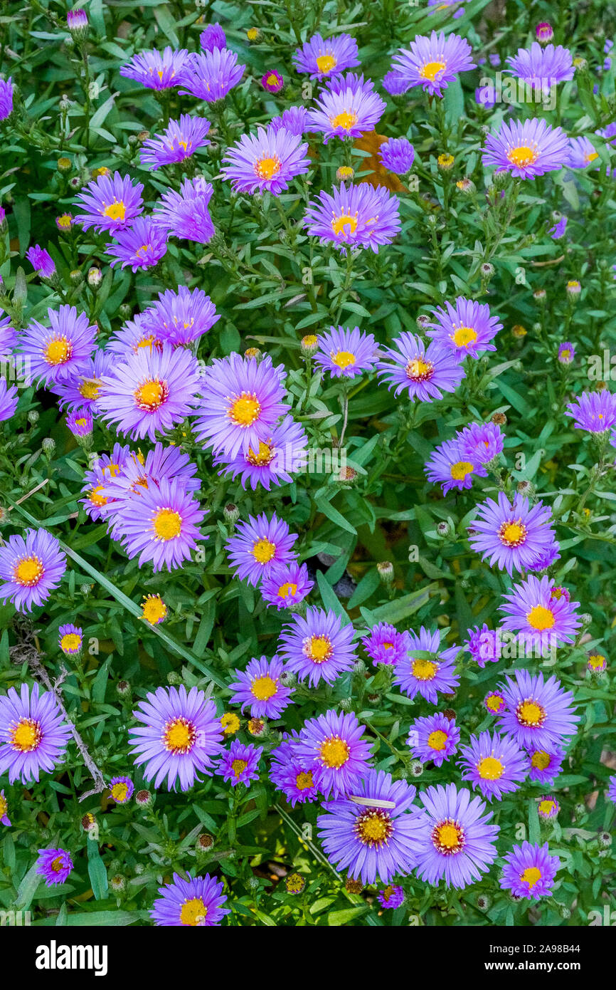 Gli astri, Whistler, British Columbia, Canada Foto Stock