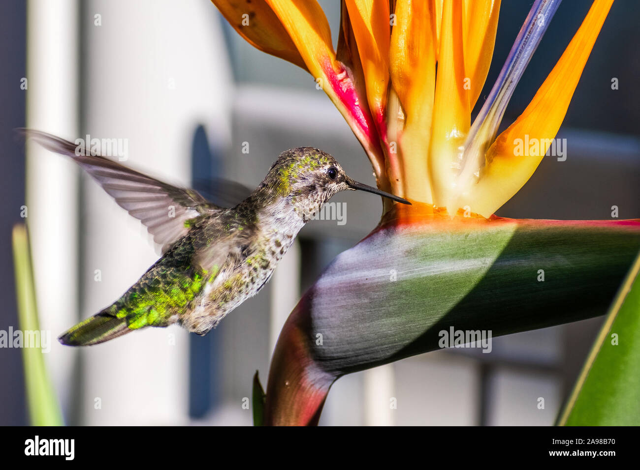 Piccolo di Anna Hummingbird bere il nettare da un uccello del paradiso (Strelitzia reginae) fiore in una San Francisco parco pubblico; California Foto Stock