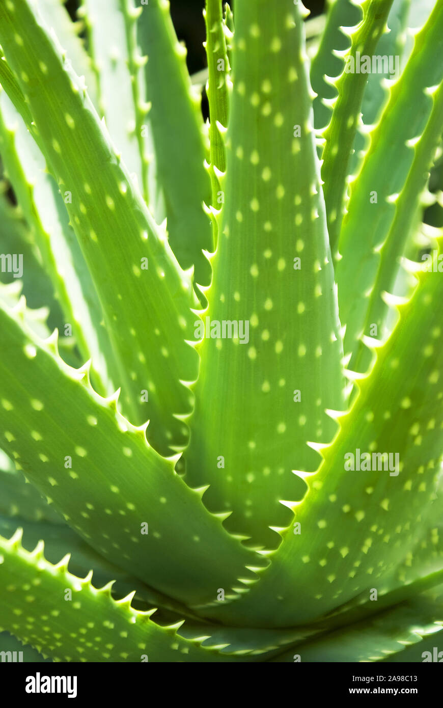 Aloe Vera pianta close up Foto Stock