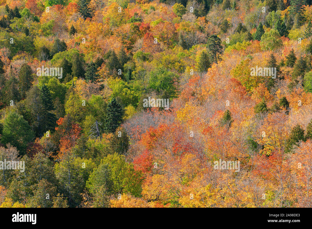 Conifere Misto bosco di latifoglie, tardo autunno, Mistero Lookout, Minnesota, Dominique Braud/Dembinsky Foto Assoc Foto Stock