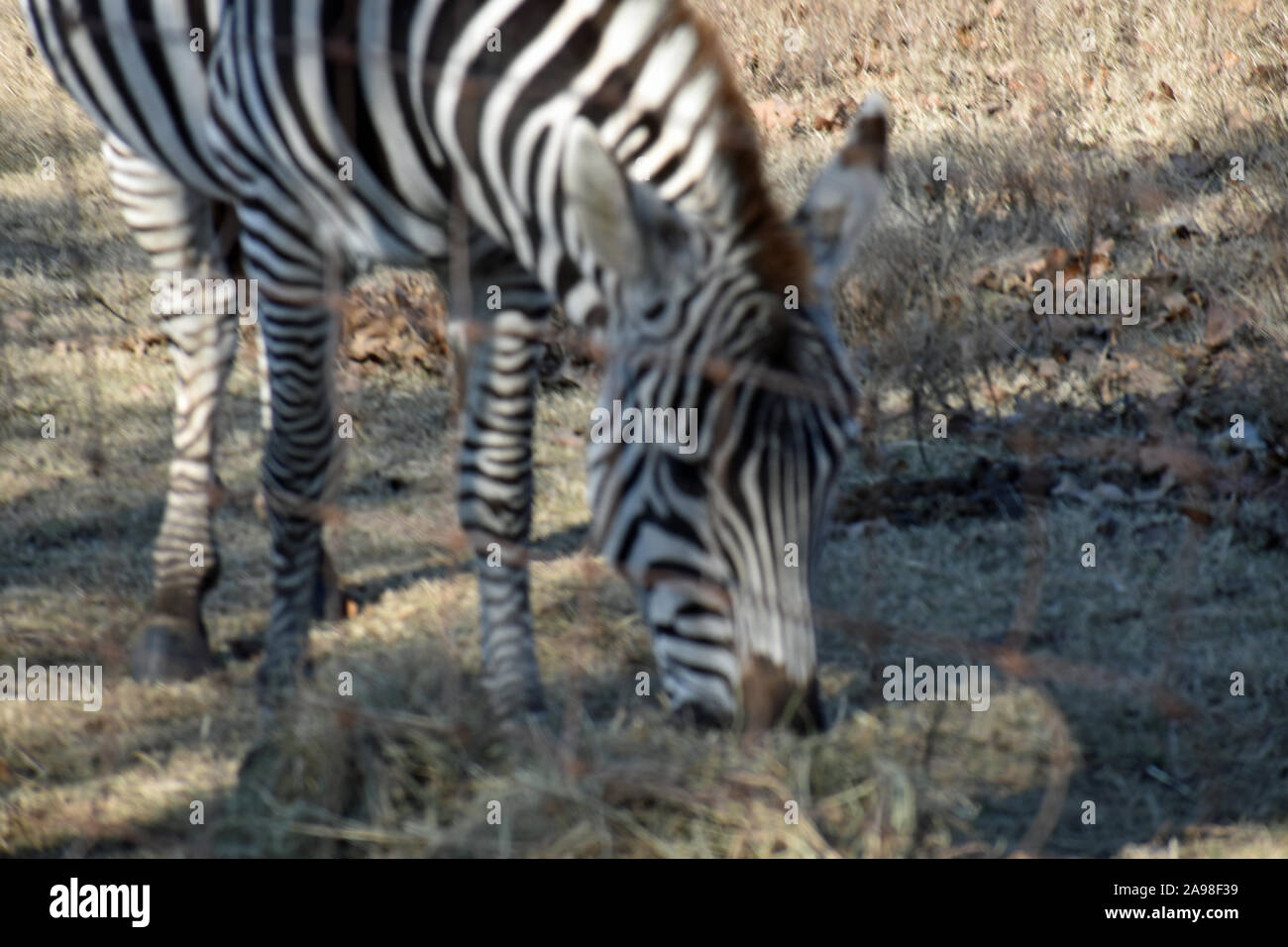 Pascolo della Zebra Foto Stock