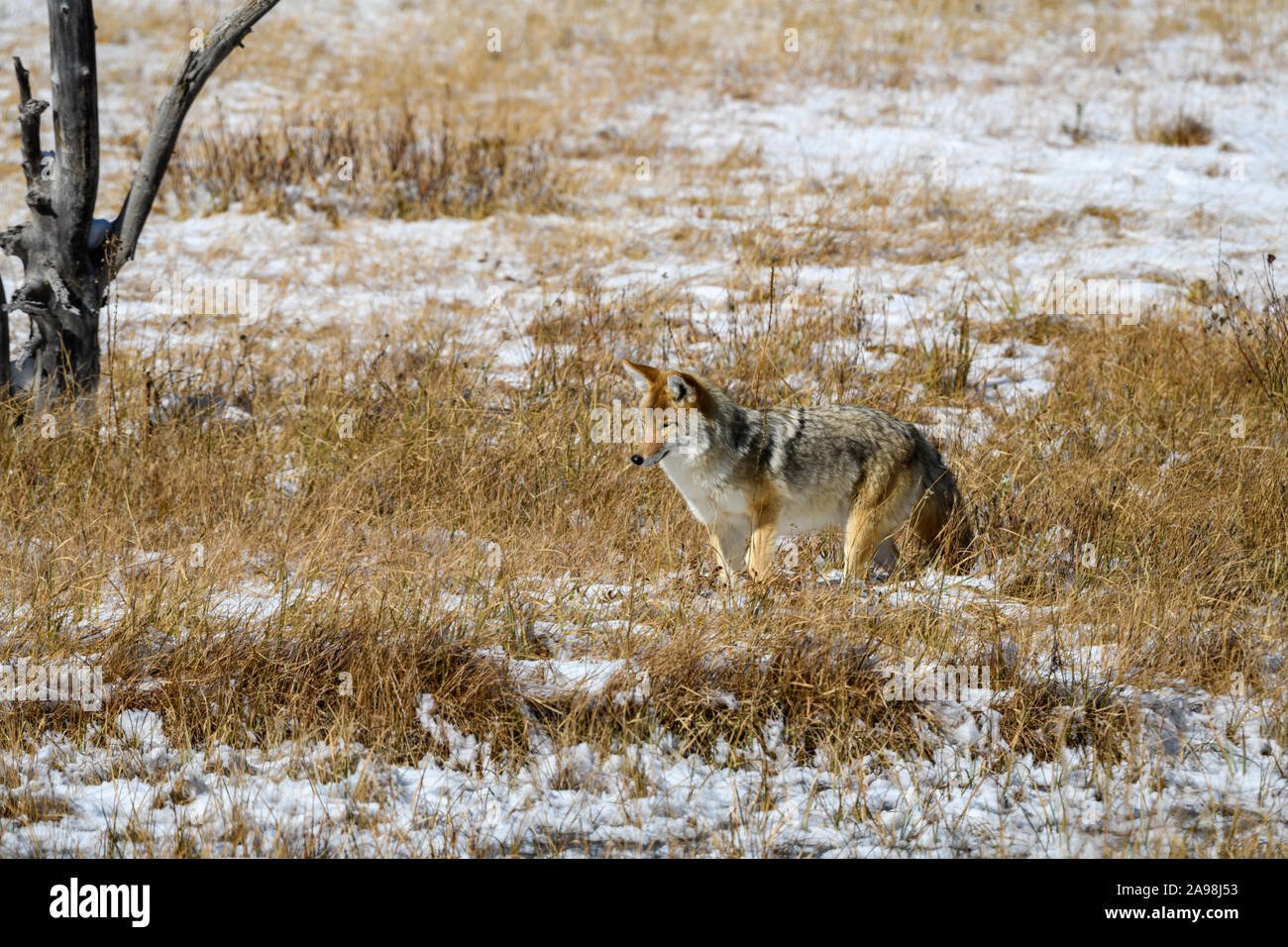Coyote Prowl 2 Foto Stock