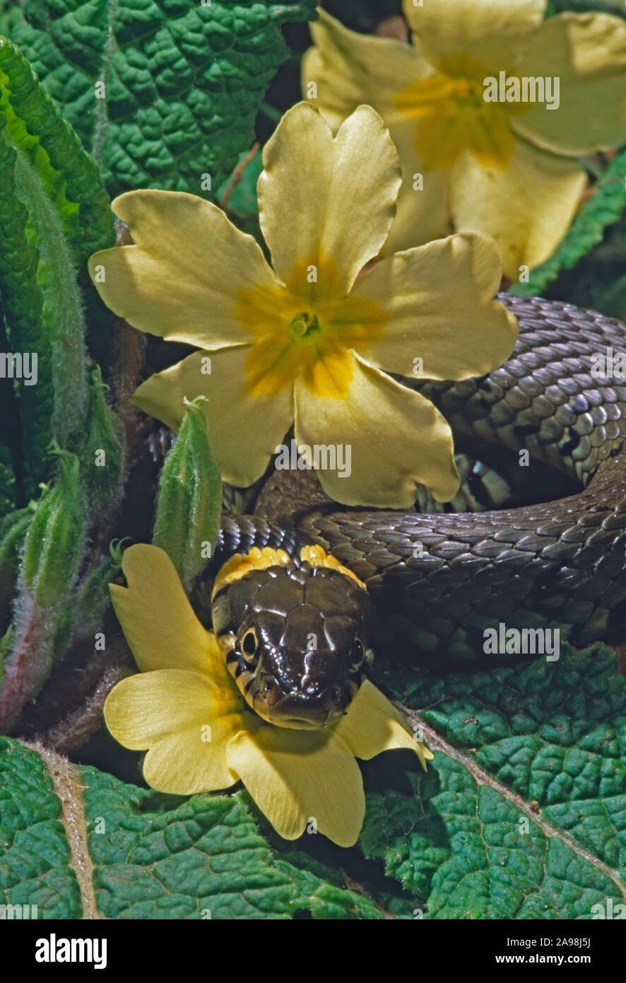 SERPENTE D'ERBA Natrix natrix poggiato su fiori gialli Primula (Primula vulgaris). Molla. Emergenza dall'ibernazione. Termoregolazione. Foto Stock