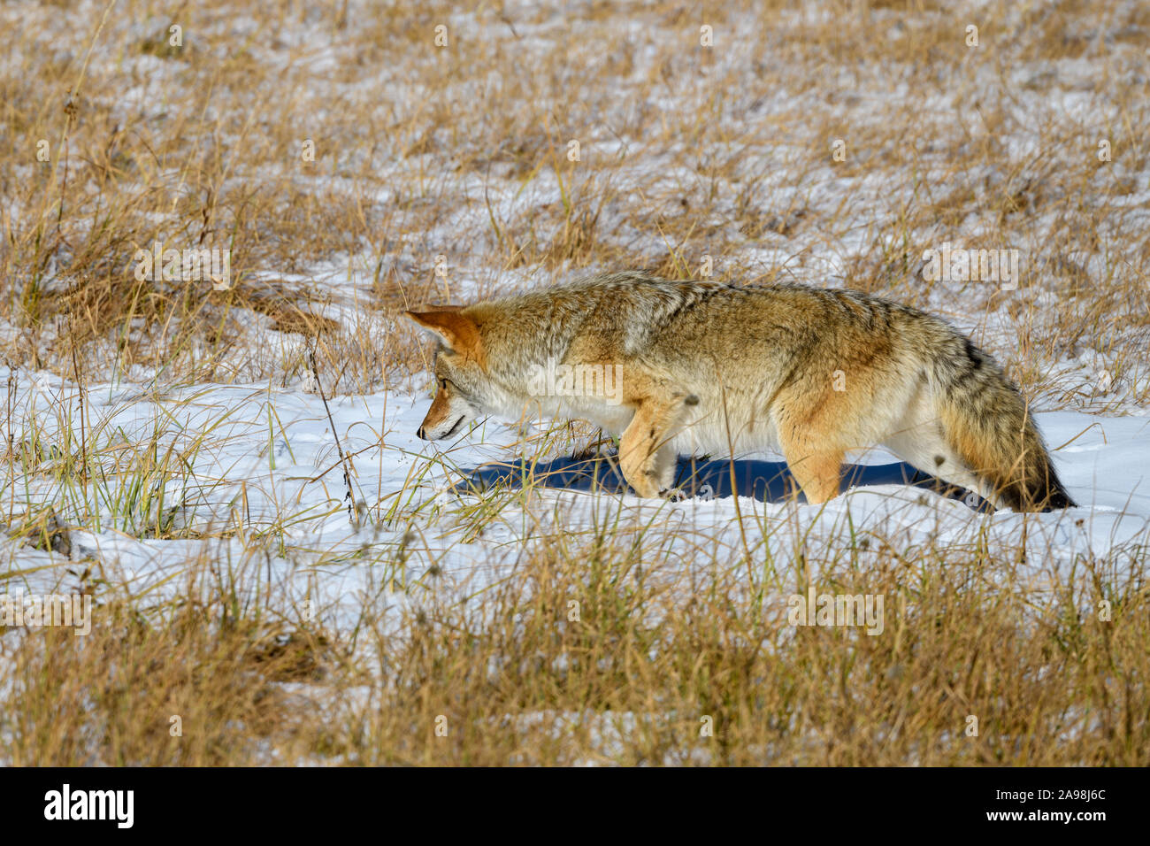 Coyote Prowl 1 Foto Stock