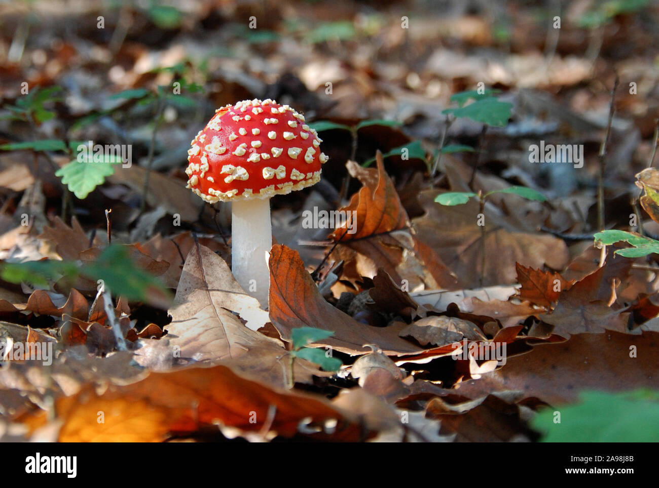 Close-up su un colore rosso brillante amanite nel fogliame di autunno di una foresta di Touraine in Francia. Gros pla sur une amanite rouge dans le feuillage d'automne. Foto Stock