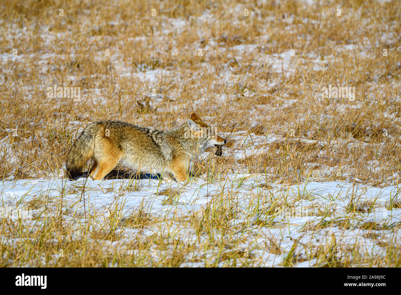Coyote cena Foto Stock