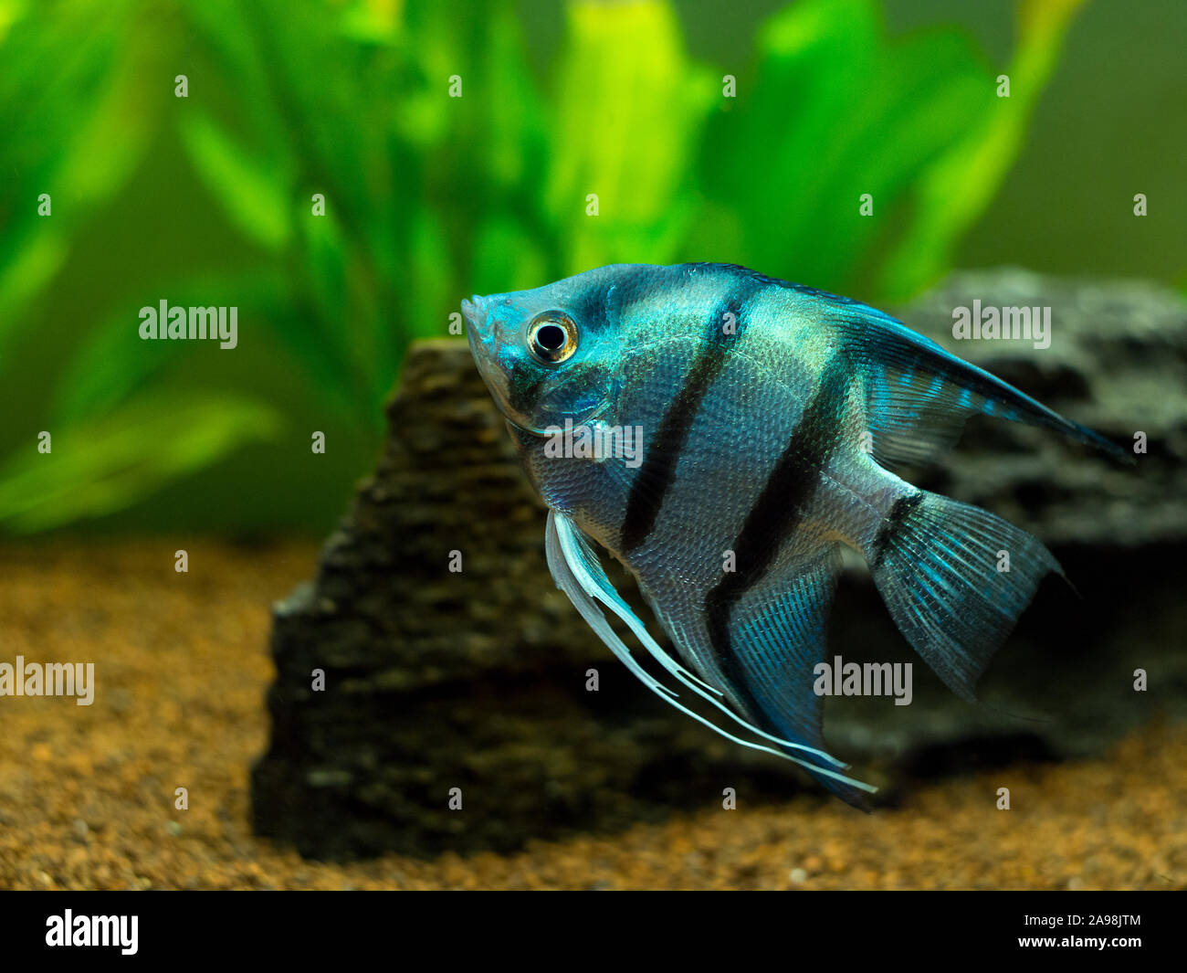 Blue Zebra Angelfish nel serbatoio di pesce (Pterophyllum scalare) Foto Stock