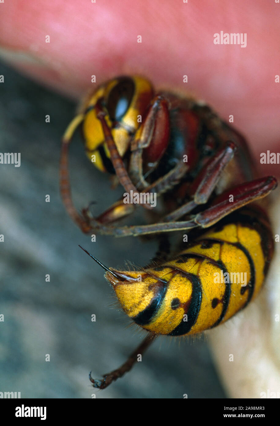 HORNET (Vespa crabro), tenuto tra due dita per mostrare l'addome e il meccanismo di articolazione ovipositor che sporge dalla punta nera e gialla della coda addominale. Foto Stock