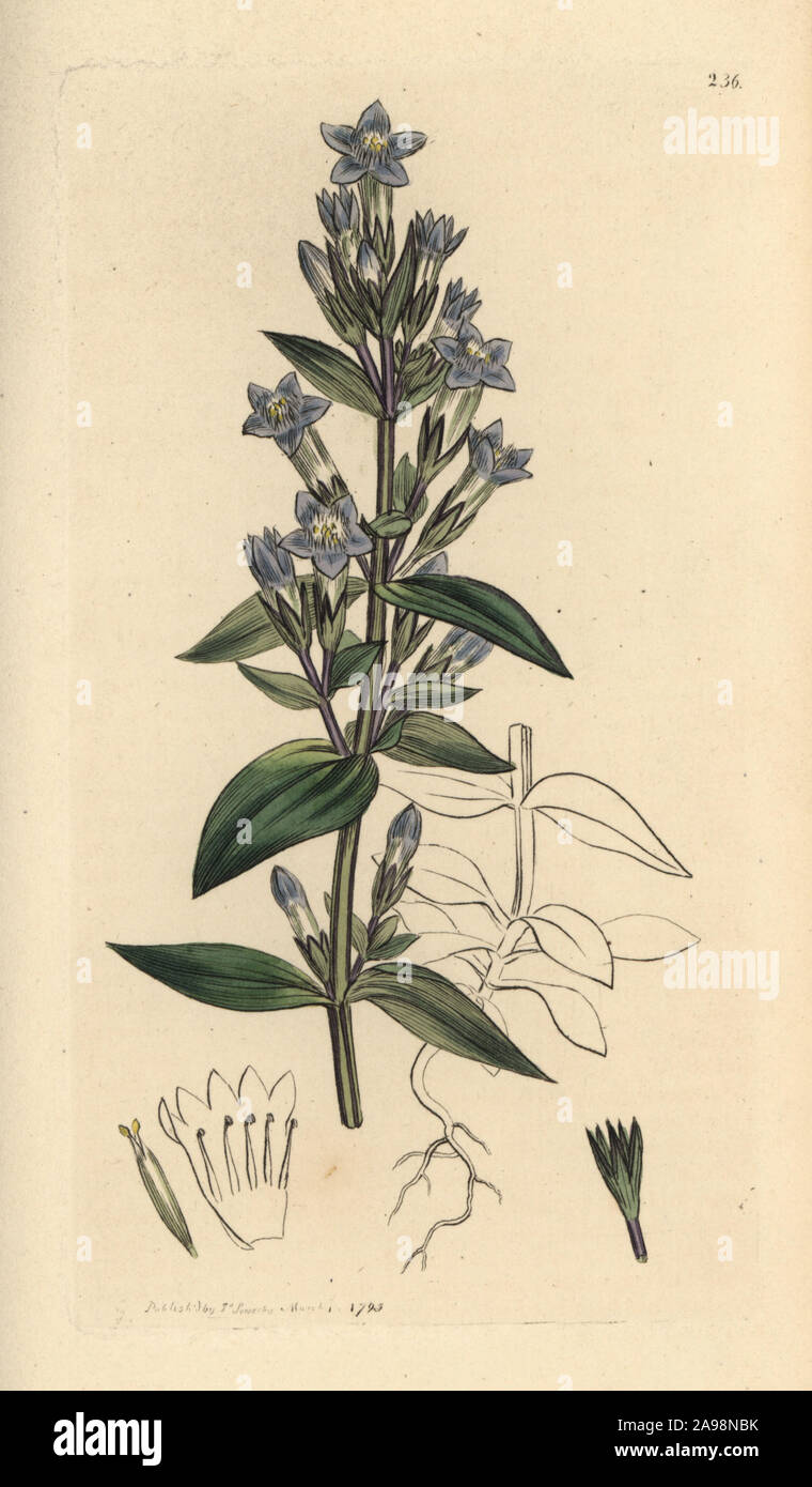 Chiltern genziana, Gentianella germanica. Autunnale di genziana, Gentianella amarella. Handcolored incisione su rame dopo un disegno da James Sowerby per James Smith è inglese botanica, 1793. Foto Stock