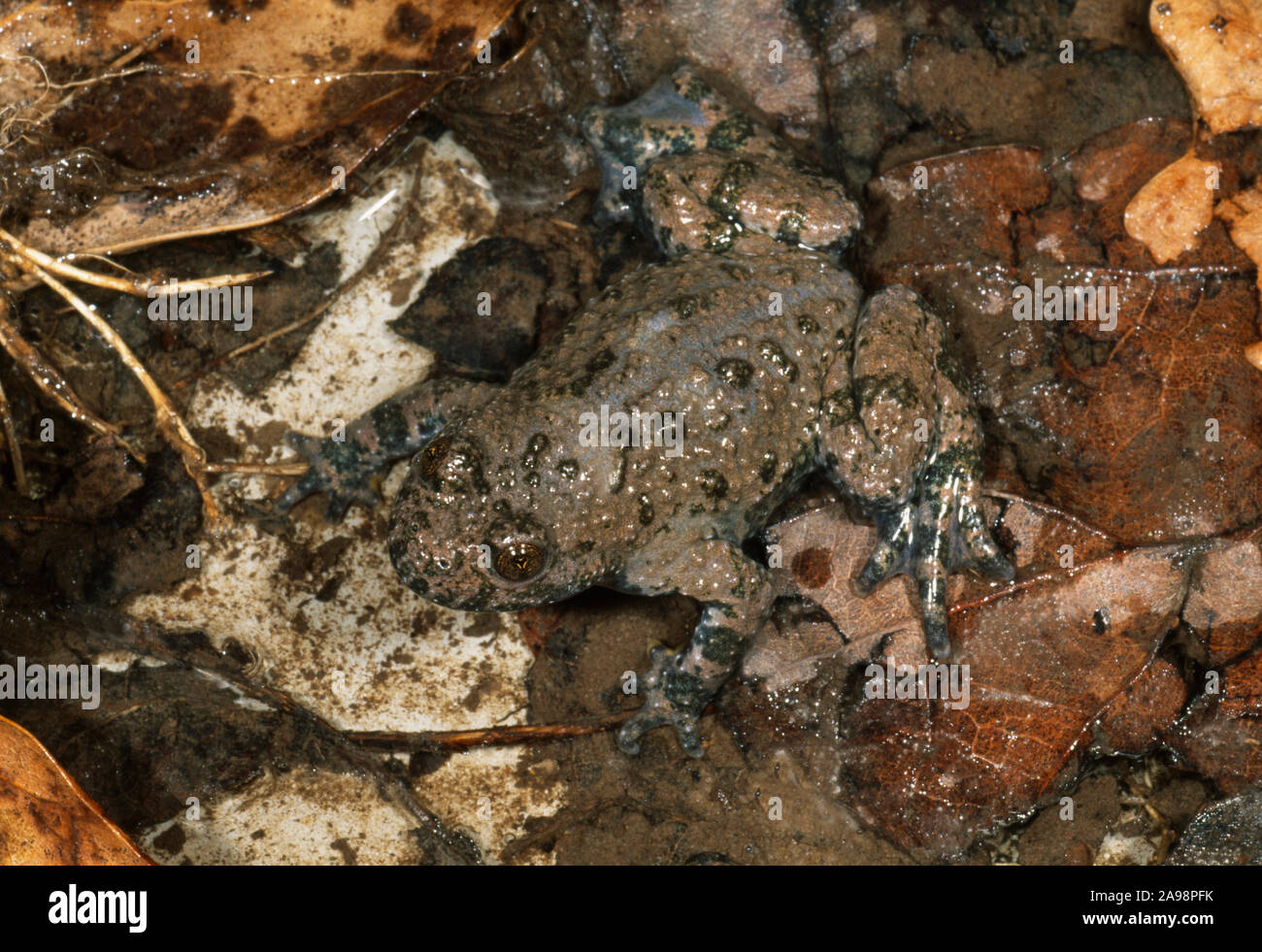 Ululone dal ventre giallo (Bombina variegata). Vista dorsale. Il camuffamento e criptico di colori e contrassegni. In una edicola pozza di foresta. Ungheria. Foto Stock