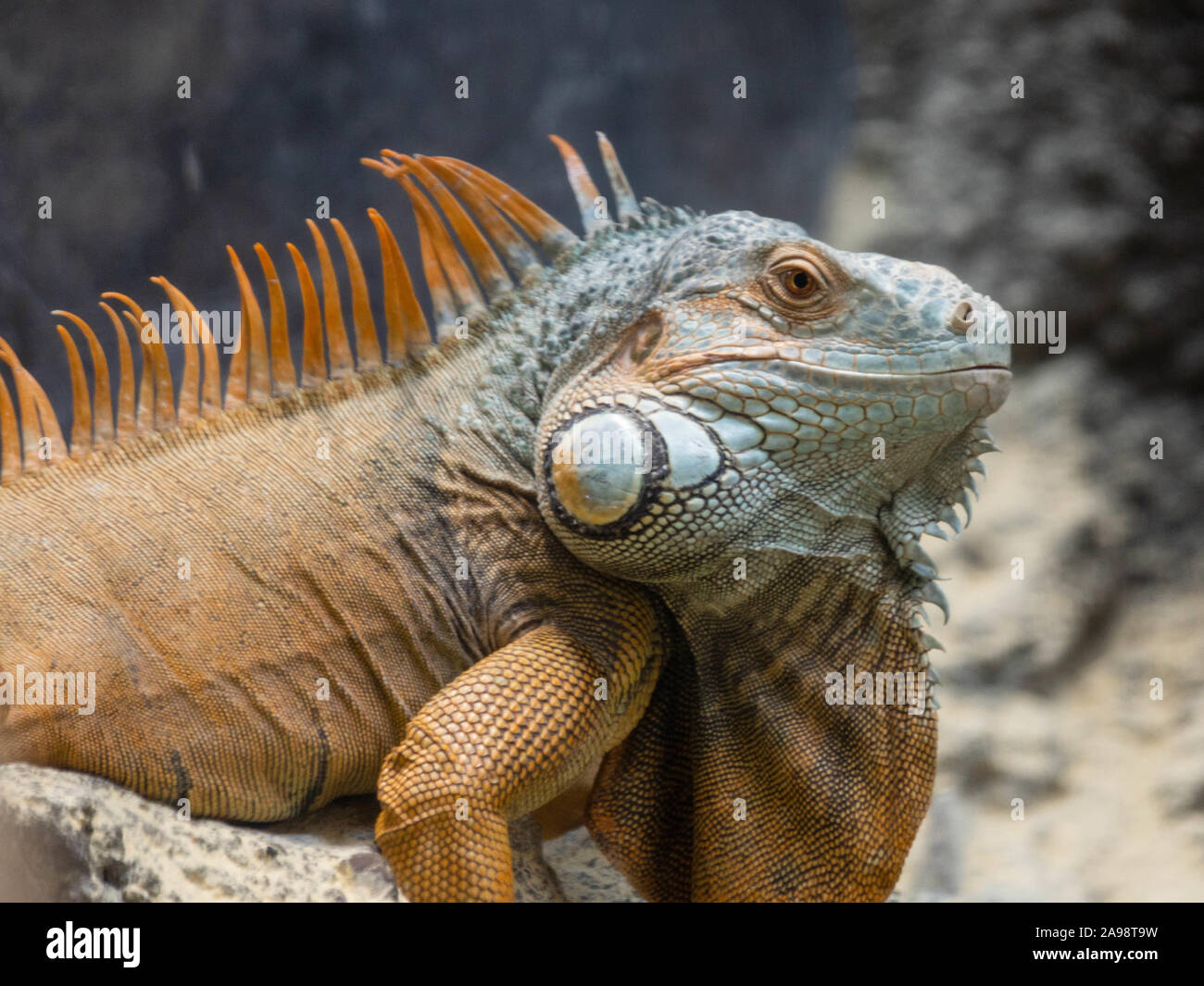 Iguana è un genere di lucertole erbivore che sono originarie delle aree tropicali del Messico, America Centrale, Sud am Foto Stock