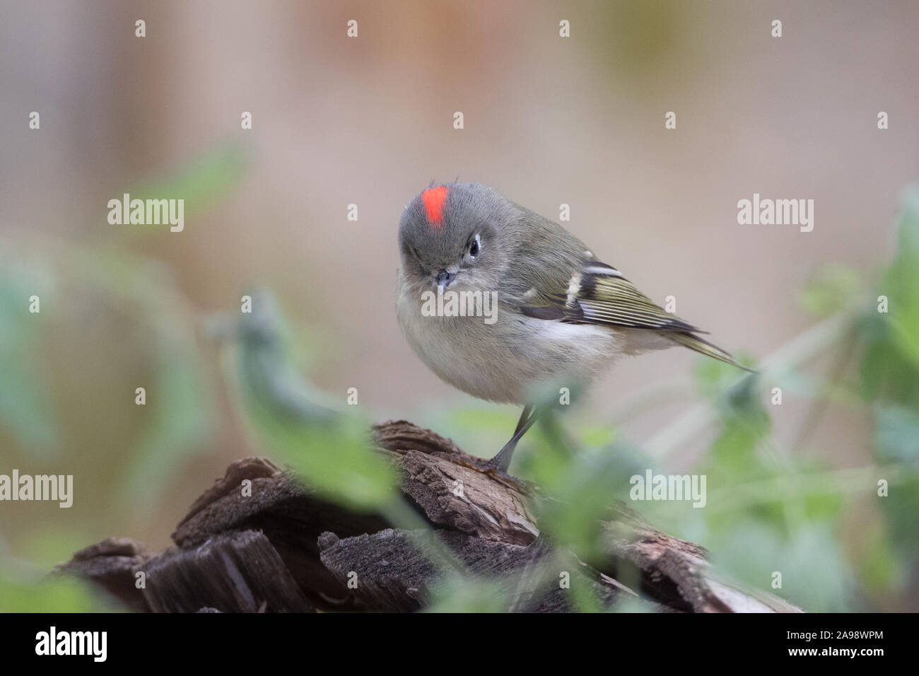 Maschio di Ruby-incoronato Kinglet mostra patch rosso Foto Stock