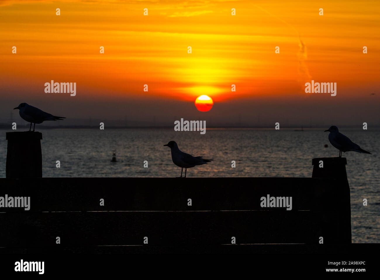 Gabbiani sihouetted davanti al tramonto sulla baia di Whitstable nella cittadina balneare di Whitstable nel Kent, Inghilterra. Foto Stock