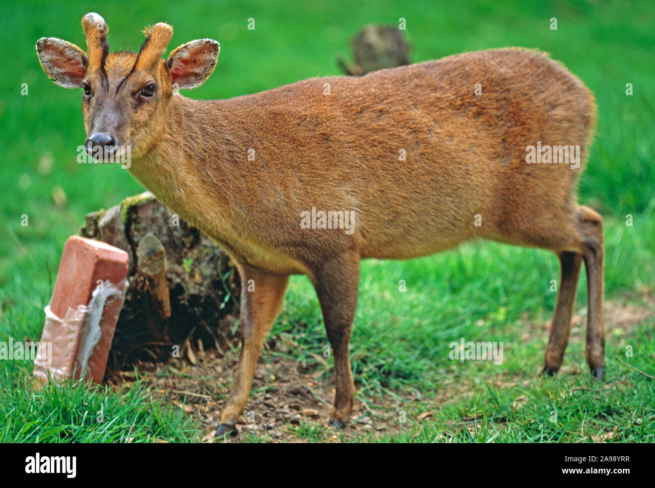 MUNTJAC DI REEVE 'in velluto' su gemme di corno. Muntiacus reevesi maschio attratto da un leccello di sale minerale di cervo. Introdotto, specie naturalizzata nel Regno Unito. Foto Stock