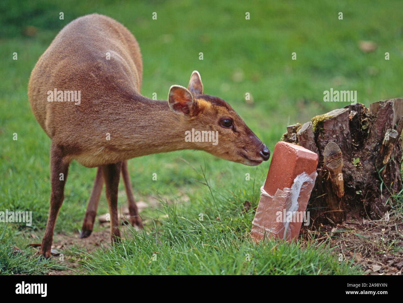 REEVE'S MUNTJAC Muntiacus reevesi femmina attratti da un cervo sale minerale leccare. In un giardino inglese. Naturalizzato NEL REGNO UNITO. Originaria della Cina. Asia Foto Stock