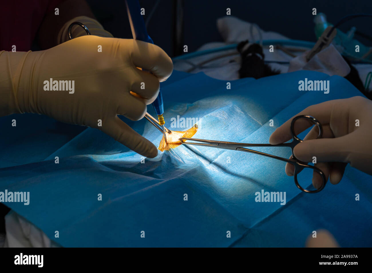 Incisione chirurgica con la dissezione forbici e bisturi elettrico di un gatto addome in un intervento chirurgico di sterilizzazione Foto Stock