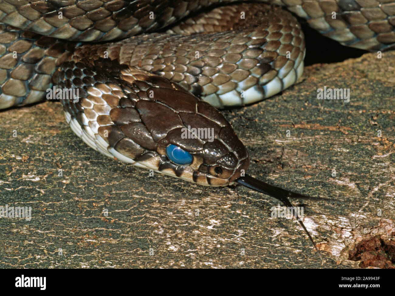 Biscia sulla terra. (Natrix natrix). Capo vicino. Oscuramento generale e nuvoloso occhi indicativo della desquamazione, versando la pelle, circa di capannone in 2-3 Foto Stock