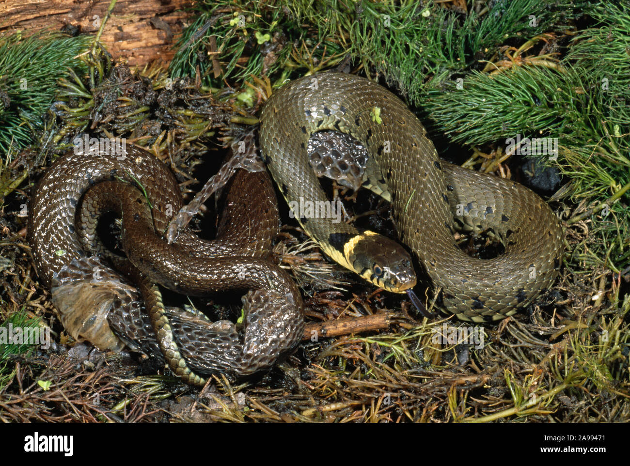 Biscia sulla terra. Natrix natrix nel processo di spargimento la sua pelle. Foto Stock
