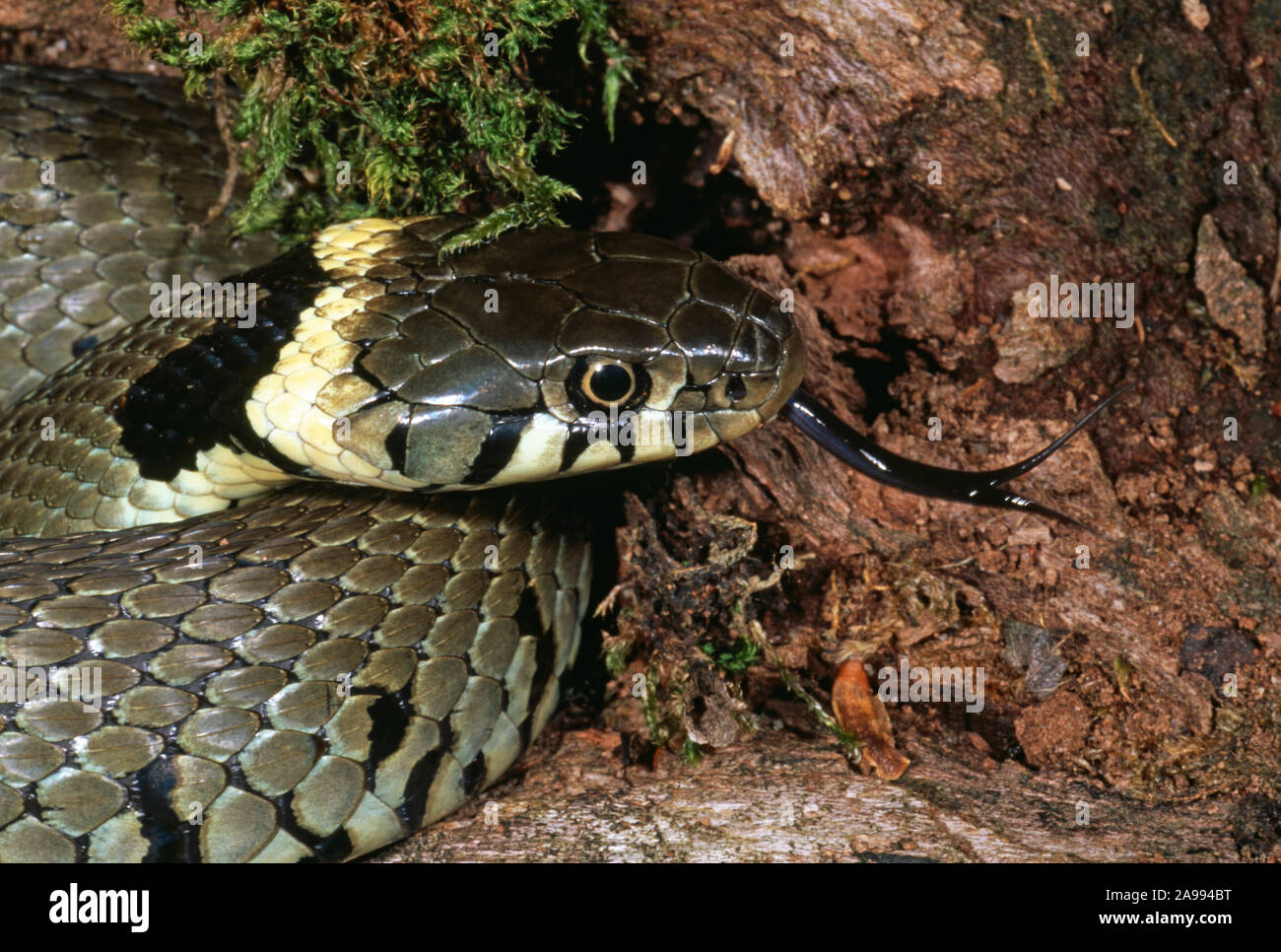 Biscia dal collare (Natrix natrix helvetica) Vew della lingua biforcuta, e il giallo collare, rotonda pupilla degli occhi, aiuto per identificare la specie. Foto Stock