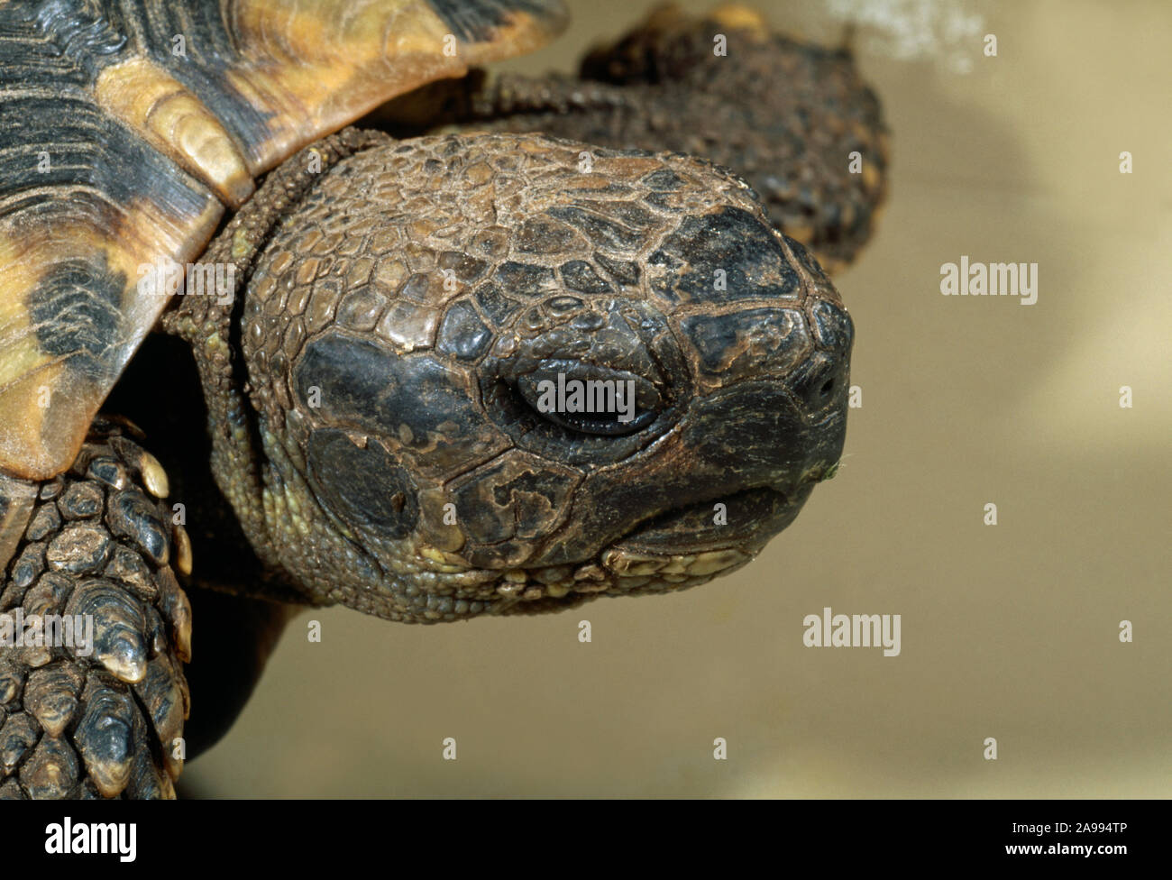 HERMANN orientale la tartaruga (Testudo hermanni boettgeri). Dettaglio della testa. Sub specie manca la guancia gialla tipica delle patch di nominare T. h. hermanni Foto Stock