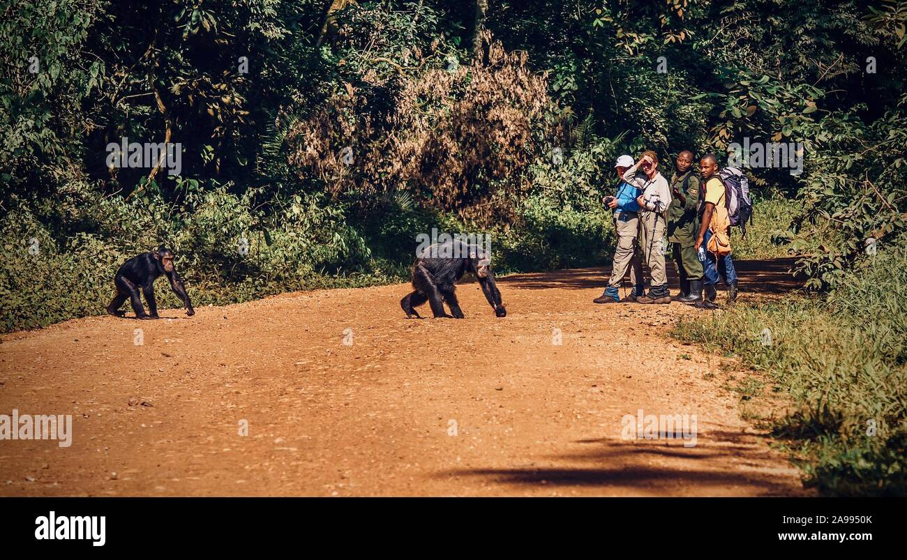 Mostra che l'ecoturismo è abituare il parco selvaggio di scimpanzé per gli esseri umani, come due scimpanzé scegliere di attraversare una strada in prossimità di turisti e pa Foto Stock