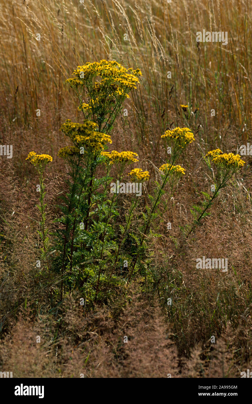 RAGWORT (Senecio jacobaea) che cresce a bordo di grano cerealicolo. Pianta di cibo di insetto. Potenzialmente pregiudizievole in fieno se alimentato a cavalli. Luglio. Norfolk. REGNO UNITO. Foto Stock