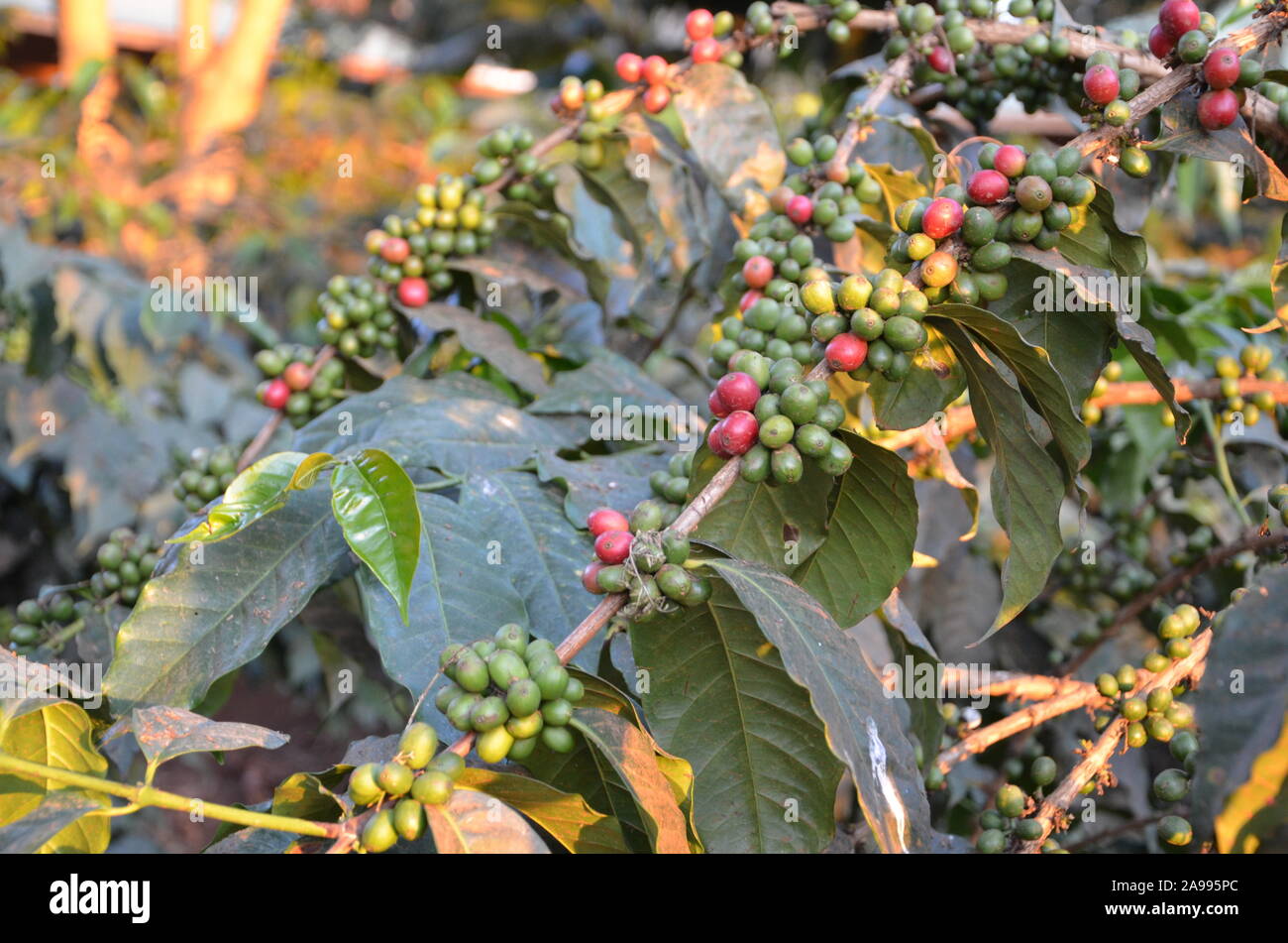 Il rosso e il verde di bacche di caffè maturazione sulla pianta. Il commercio equo e solidale azienda di caffè in Tanzania, Africa. Foto Stock