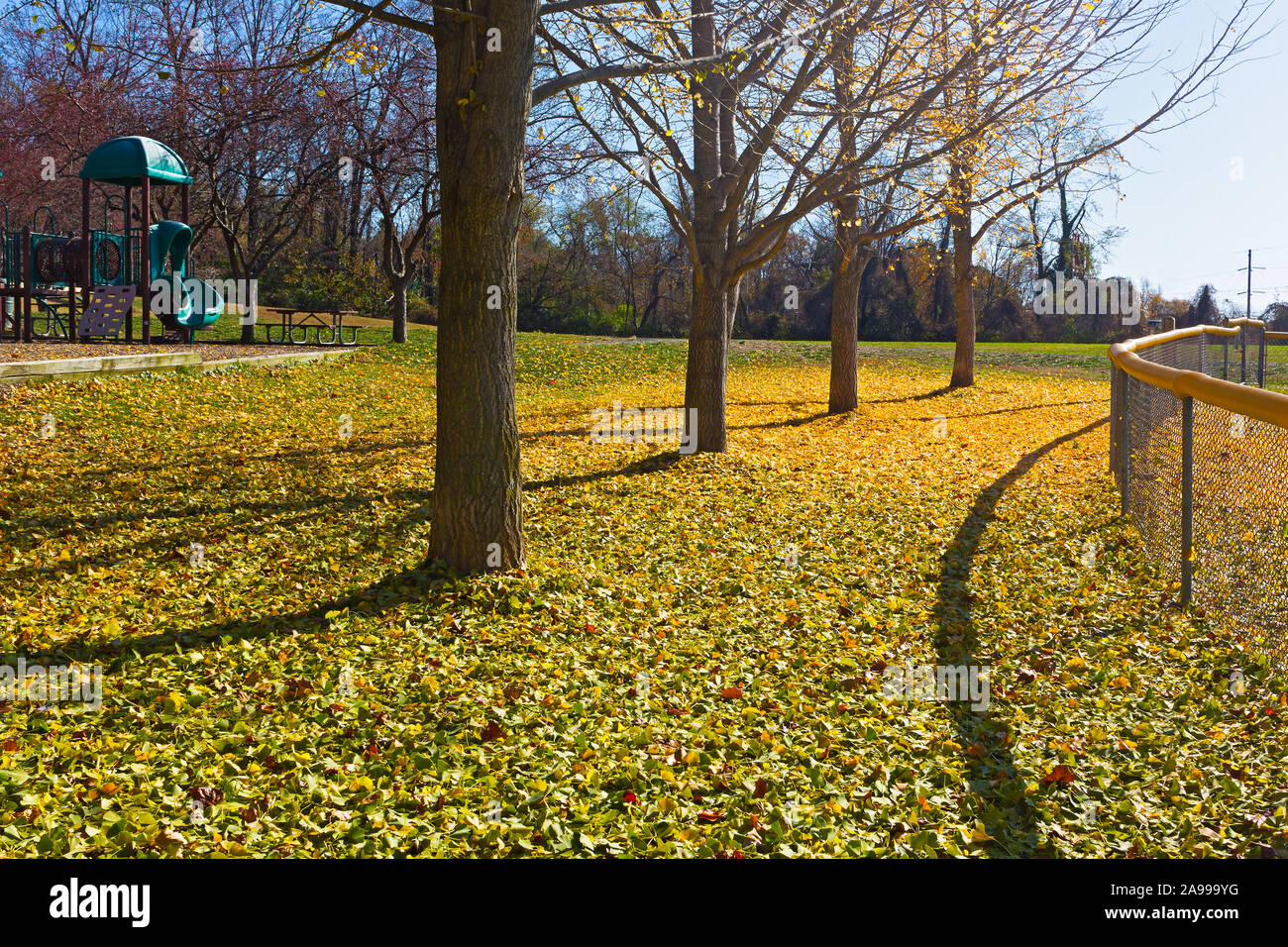 Autunno in zona ricreativa di Falls Church, Virginia, Stati Uniti d'America. Caduta foglie di ginko alberi nel tardo autunno vicino parco giochi. Foto Stock