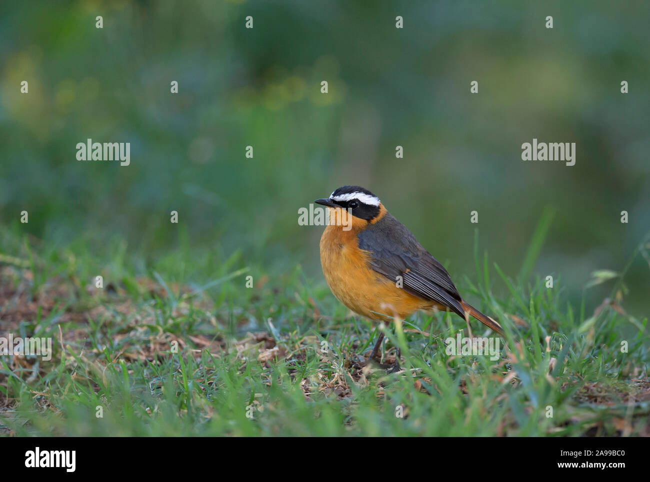 White Browed Robin Chat, Cossypha heuglini, il Masai Mara, Africa, Amitrane Foto Stock