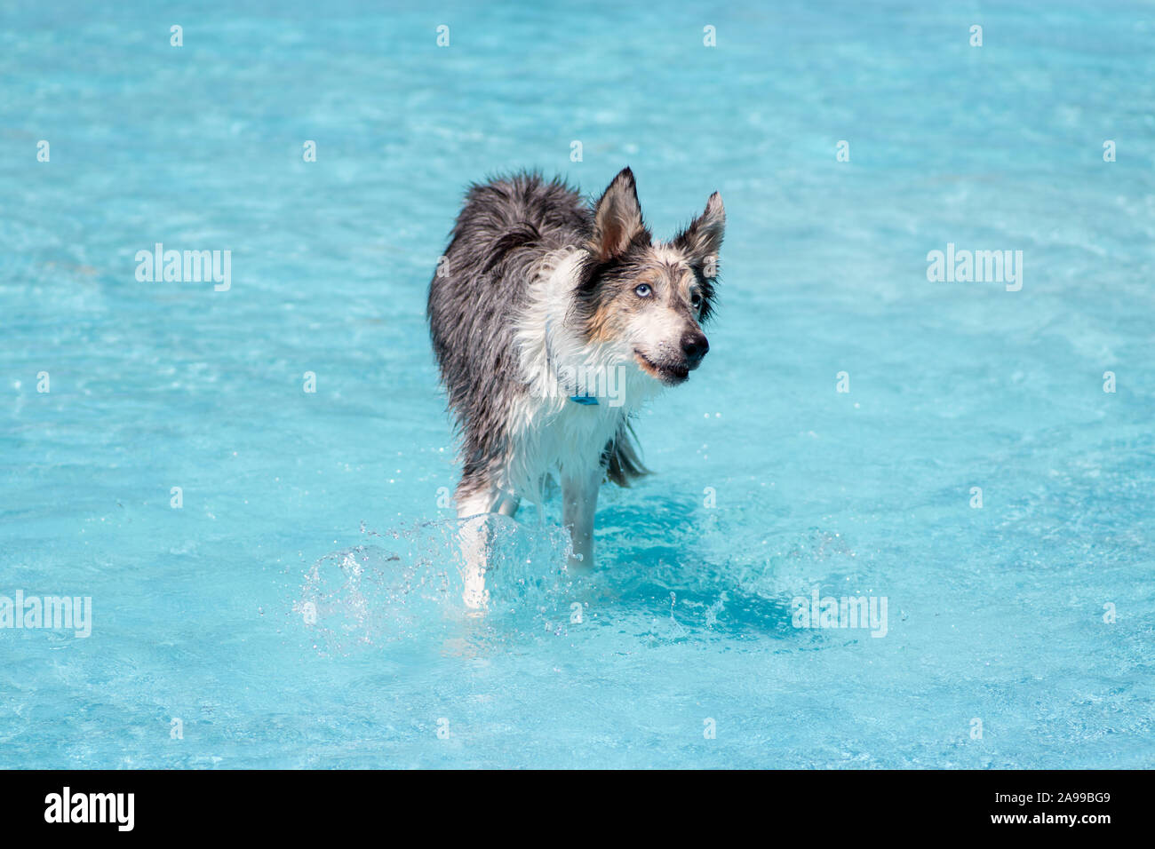 I cani di giocare e nuotare in piscina Foto Stock