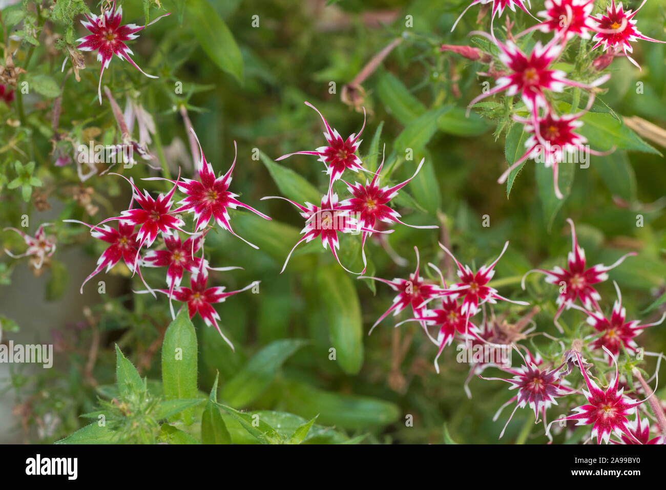 Fiori da Giardino, il Sikkim, India Foto Stock