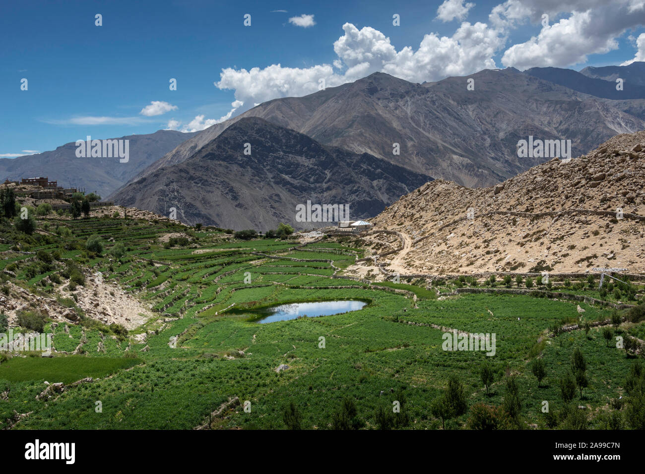 Altitudine elevata, allevamento Spiti , Himachal Pradesh, India Foto Stock
