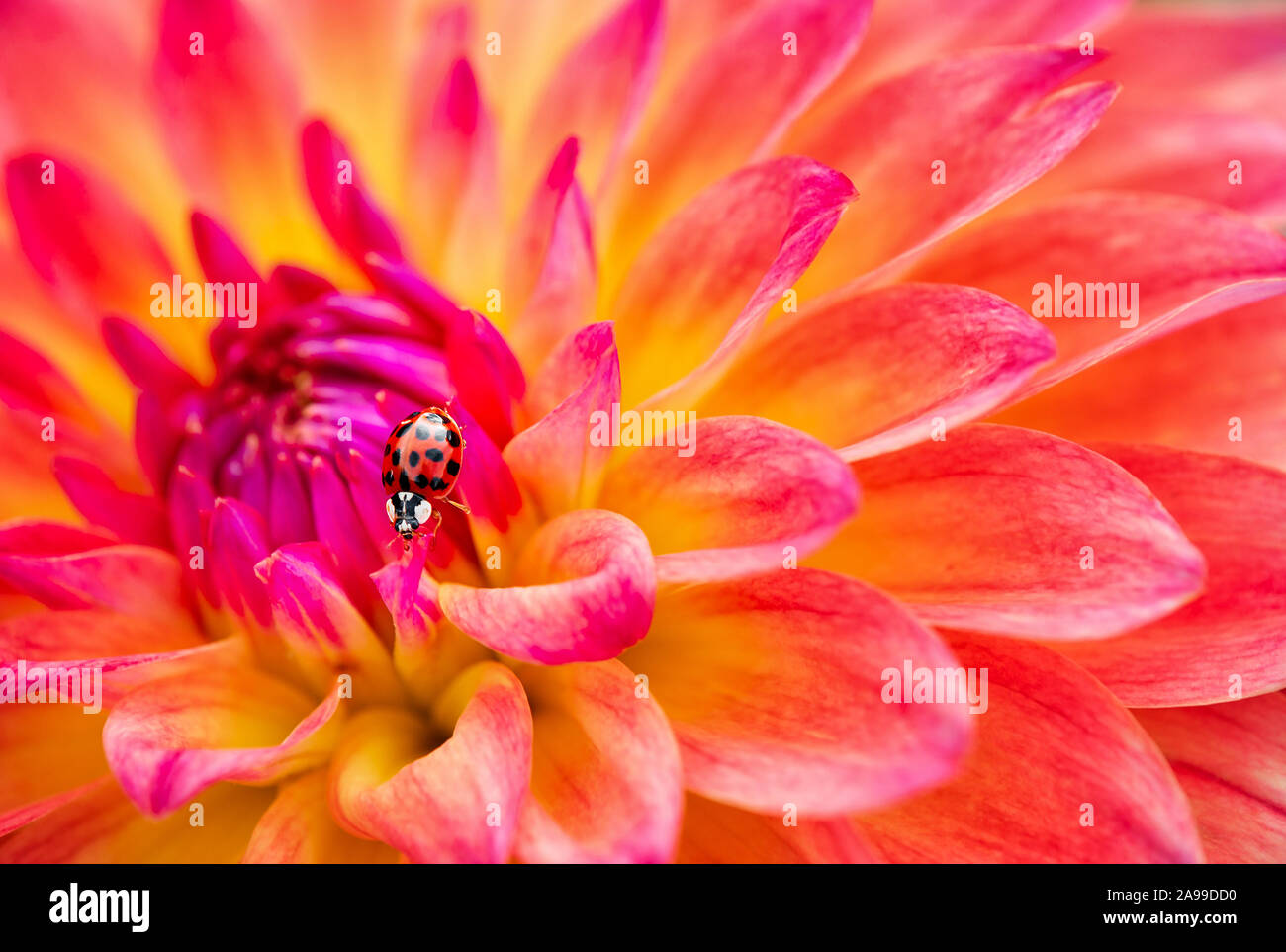 Asian Lady Beetle (Harmonia axyridis) sulla bella rosa e giallo Fiore Dahlia in giardino Foto Stock