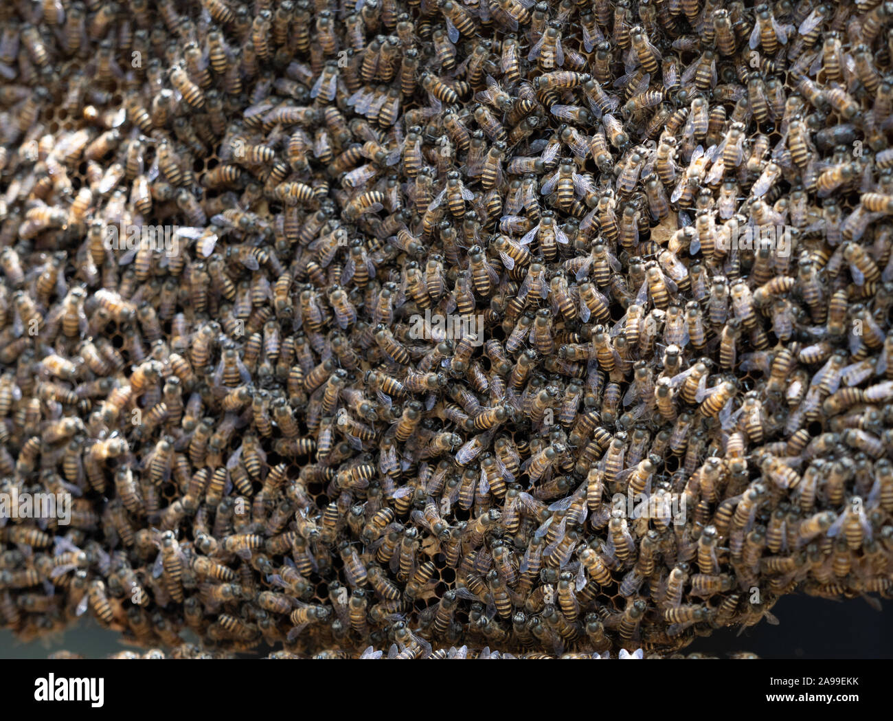 Centinaia di miele api su un pettine fotografato con una profondità di campo ridotta. Foto Stock