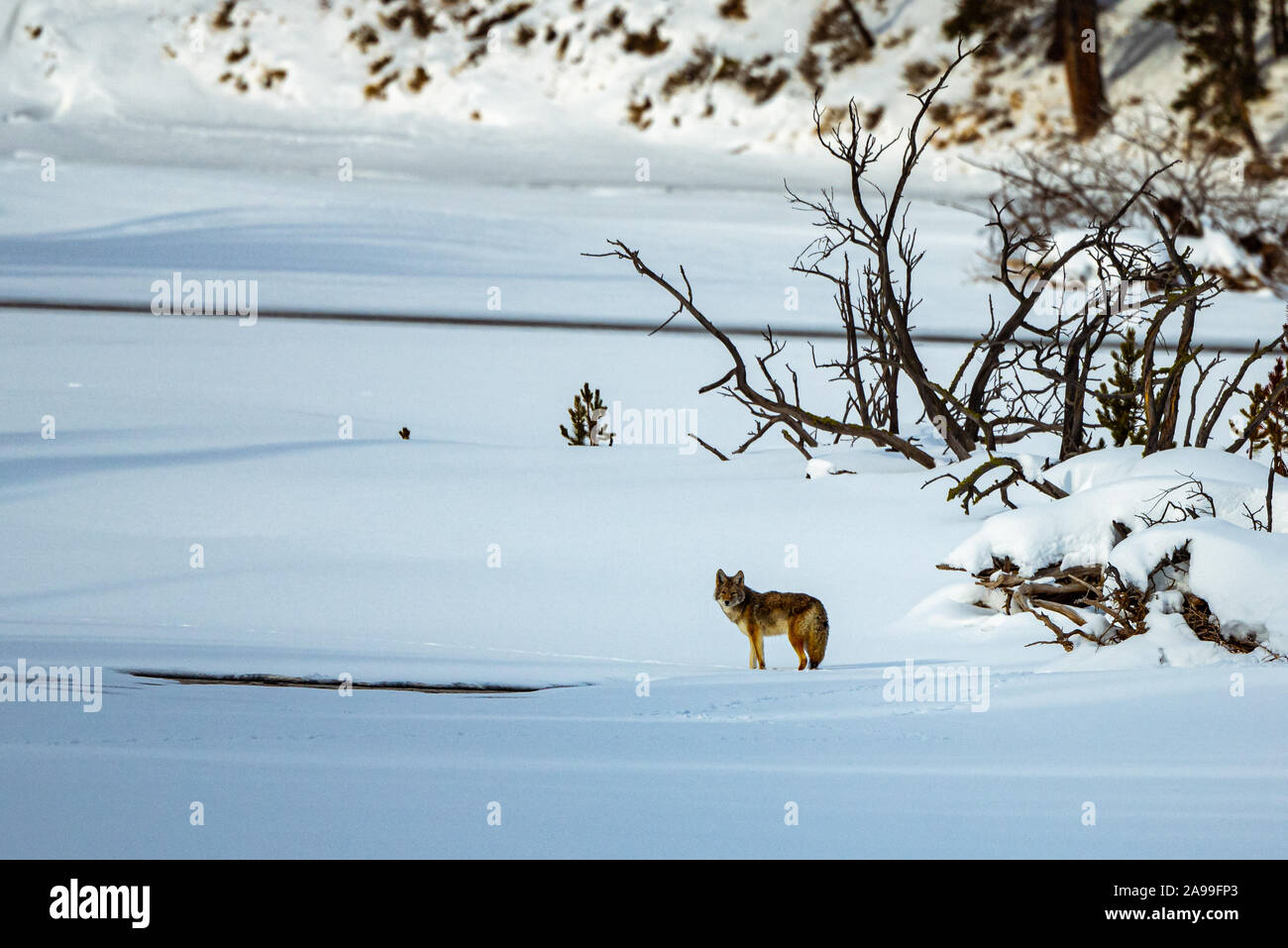 Coyote solitario Foto Stock