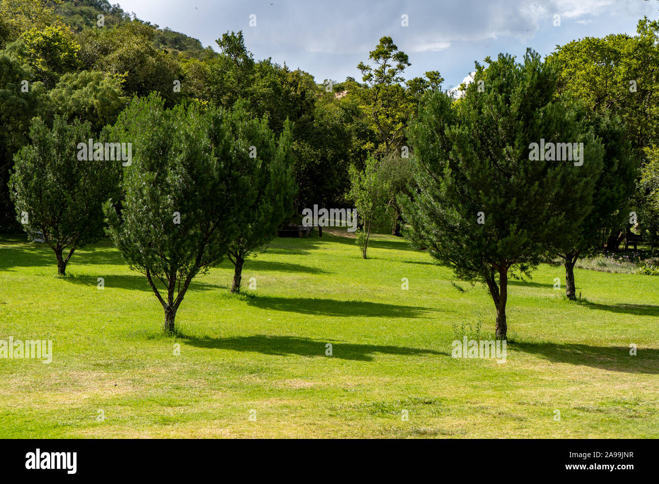 Aprire area pic-nic con alberi e ombra nella Walter Sisulu giardini botanici a Johannesburg, Sud Africa Foto Stock