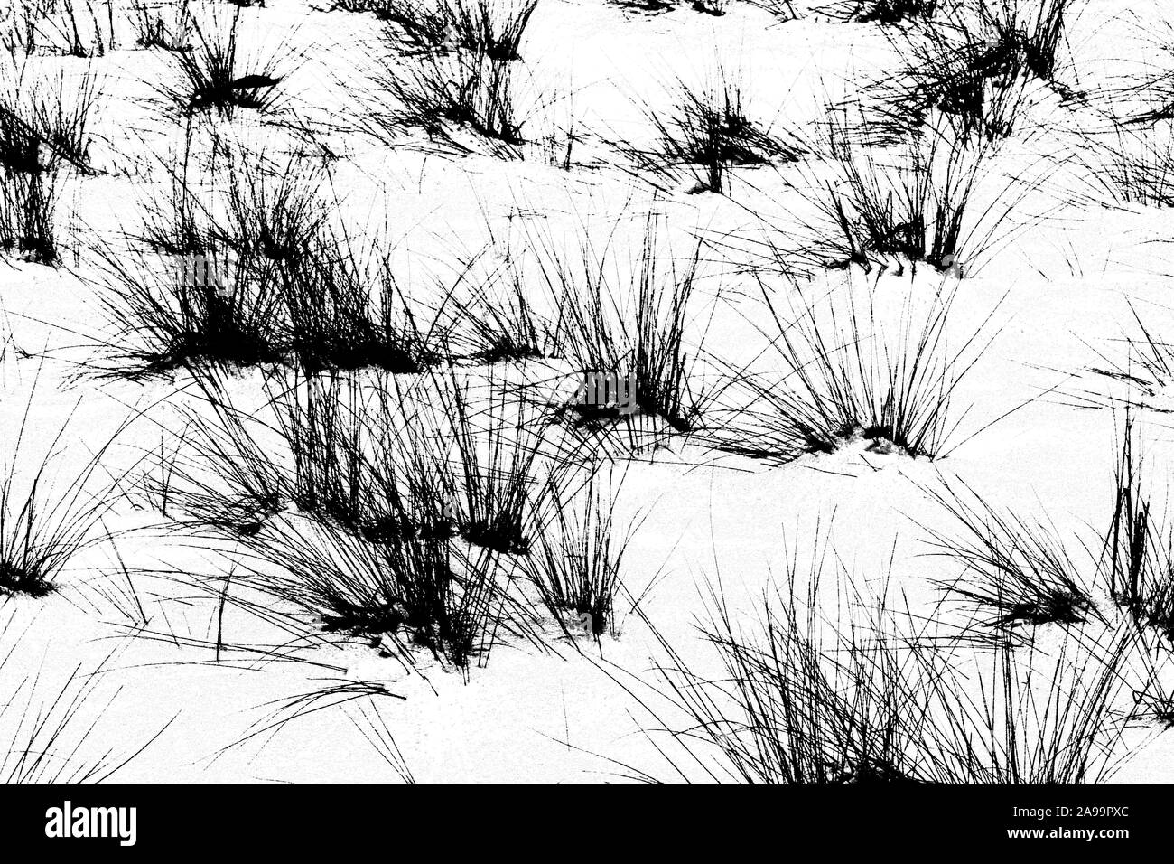 Impianto sulla neve, in bianco e nero Foto Stock