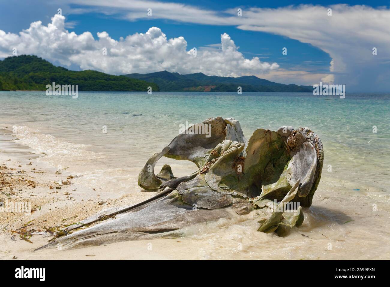 Cranio di una Megattera (Megaptera novaeangliae) sulla spiaggia, sul mare isola Selayar, Sulawesi Sud, Sulawesi, Indonesia Foto Stock