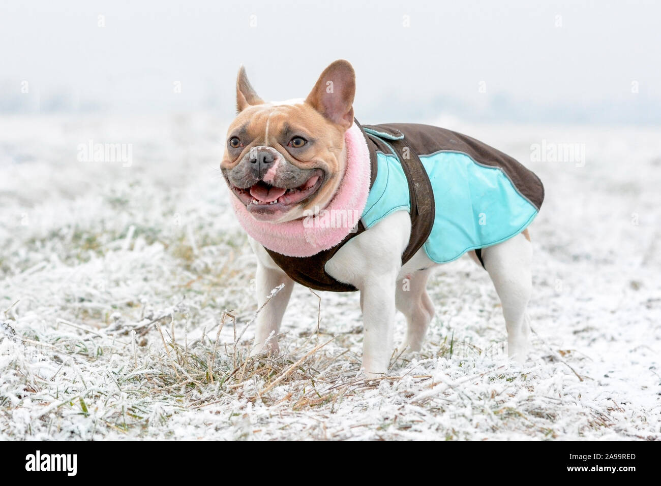 Red Pied bulldog francese cane indossando un caldo cappotto e sciarpa mentre si sta in piedi sul prato coperto di brina in inizio inverno Foto Stock