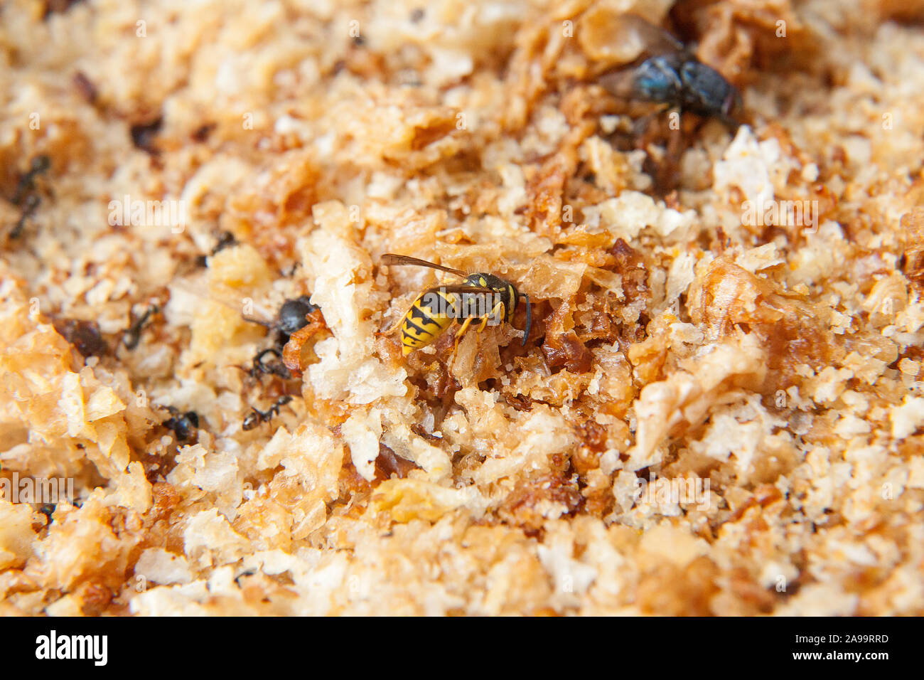 Tree wasp o carta wasp molto vicino la spelatura di legno di mobili da giardino per costruire un nido nome latino dolichovespula sylvestris o polistes gallicus Foto Stock