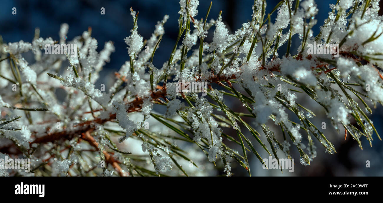 Ramo di abete ricoperti di neve su sfondo blu, macro shot. I fiocchi di neve lucentezza e brillantezza, bloccato per ciascun ago.. Foto Stock