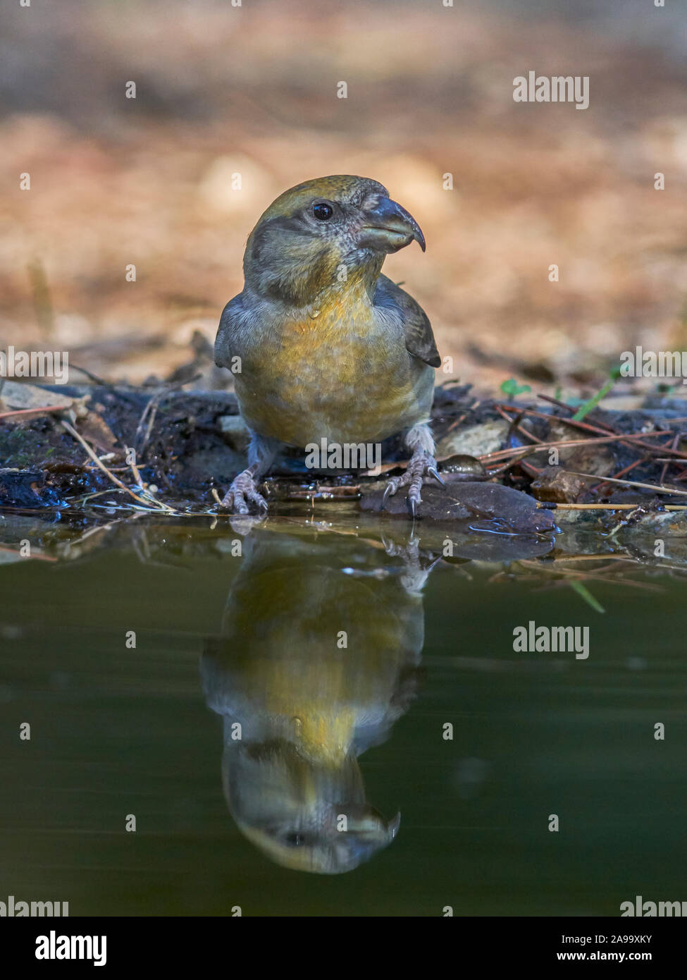 Femmina piquituerto comune (Loxia curvirostra), passerine bird della famiglia di fringilides. Malaga, Spagna Foto Stock